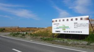 造成中の海岸防災林02