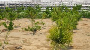 防災林の苗木