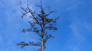 世代を超えるマツのバトンタッチ01