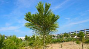 世代を超えるマツのバトンタッチ02