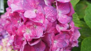 紫色のあじさい