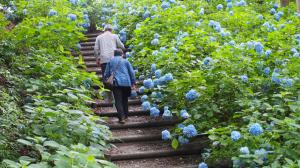 階段の両側も、あじさいがいっぱい！