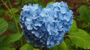 ハートフルなあじさい