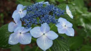 あじさいの花言葉は？