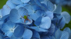 あじさいと生命