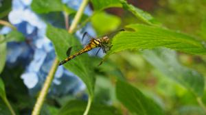 あじさいと生命②