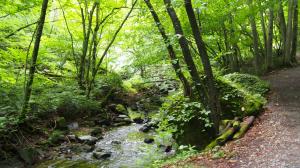 達沢不動滝の原生林01