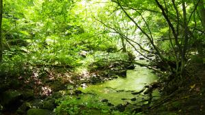 達沢不動滝の原生林02