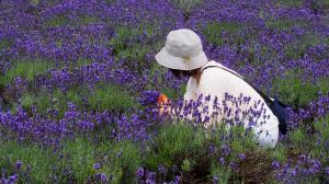 一面紫の世界02