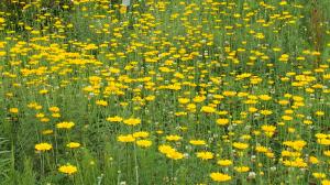 ハーブ園の花々01