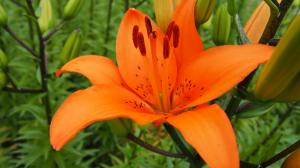 ハーブ園の花々03