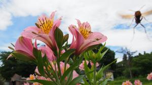 ハーブ園の花々04