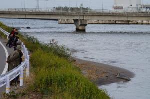 20141016　地蔵川のアザラシを見る人々