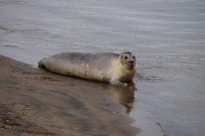 20141016 地蔵川に現れたアザラシ