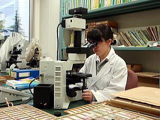 組織切片の顕微鏡検査のようす