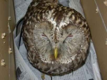 フクロウの写真