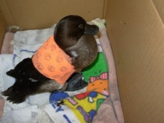 キンクロハジロの写真