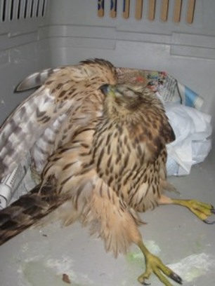 オオタカの写真