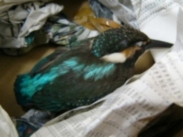 カワセミの写真