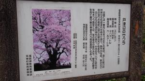 戸津辺のサクラ