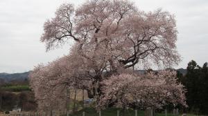 満開の「戸津辺のサクラ」