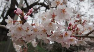 可憐に咲く花01