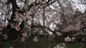 可憐に咲く花02