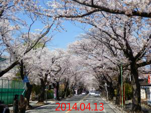 2014年のサクラの並木01
