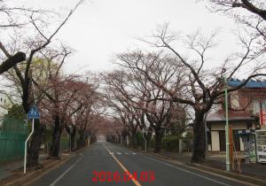 2016年現在のサクラの並木01