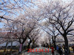 2014年のサクラの並木02