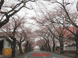 2016年現在のサクラの並木02