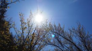 花見山の花々01