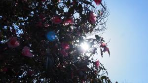 花見山の花々02