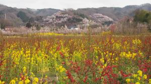 4月の花見山公園01