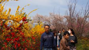 賑わう花見客たち01