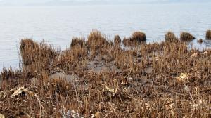 ヨシにまとわり付く何かが...