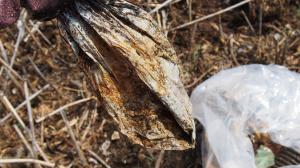 実は肥料の袋だった