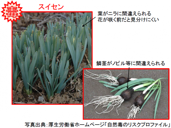 有毒山野草による食中毒にご注意 福島県ホームページ