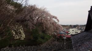 お墓とさくらのコラボレーション