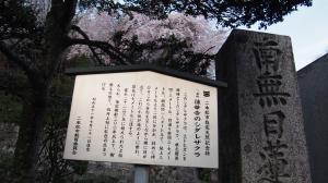 蓮華寺のシダレザクラの案内板