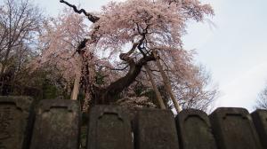 蓮華寺のシダレザクラ01