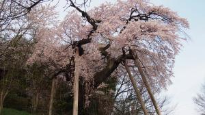 蓮華寺のシダレザクラ02