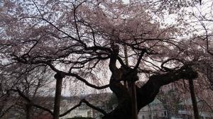 蓮華寺のシダレザクラ03