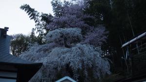 鏡石寺のシダレザクラ01