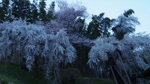 鏡石寺のシダレザクラ02