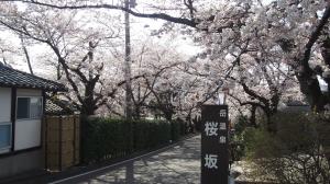 岳温泉の桜坂