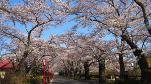 桜のトンネル01