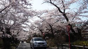桜のトンネル02