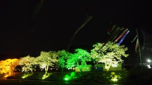 夏井川の千本桜