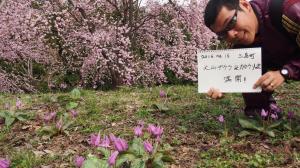 三島町のカタクリとオオヤマザクラ